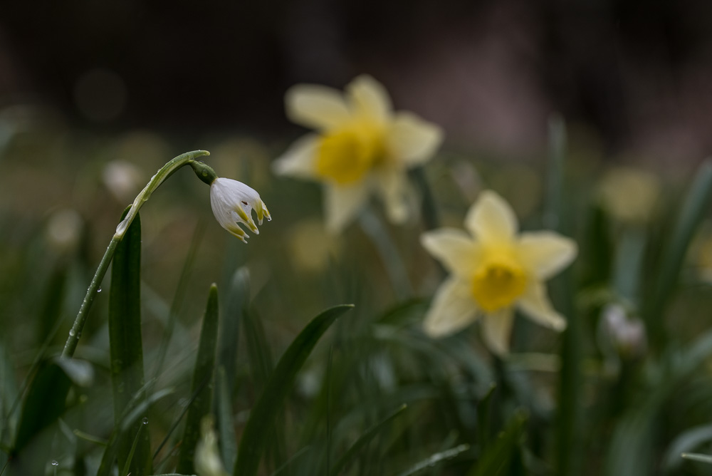Fleurs de printemps - 4 -