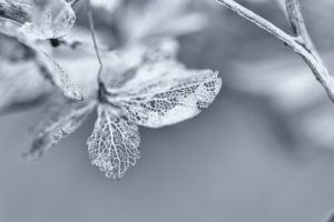Hydrangea bleuté