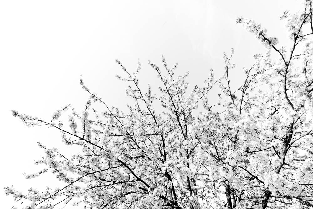 Cerisiers en fleur - 10