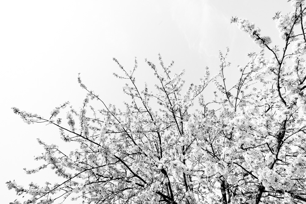 Cerisiers en fleur - 10