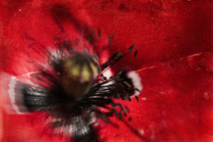 Au coeur de la fleur