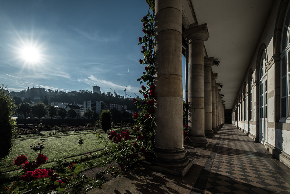 Roseraie au petit matin