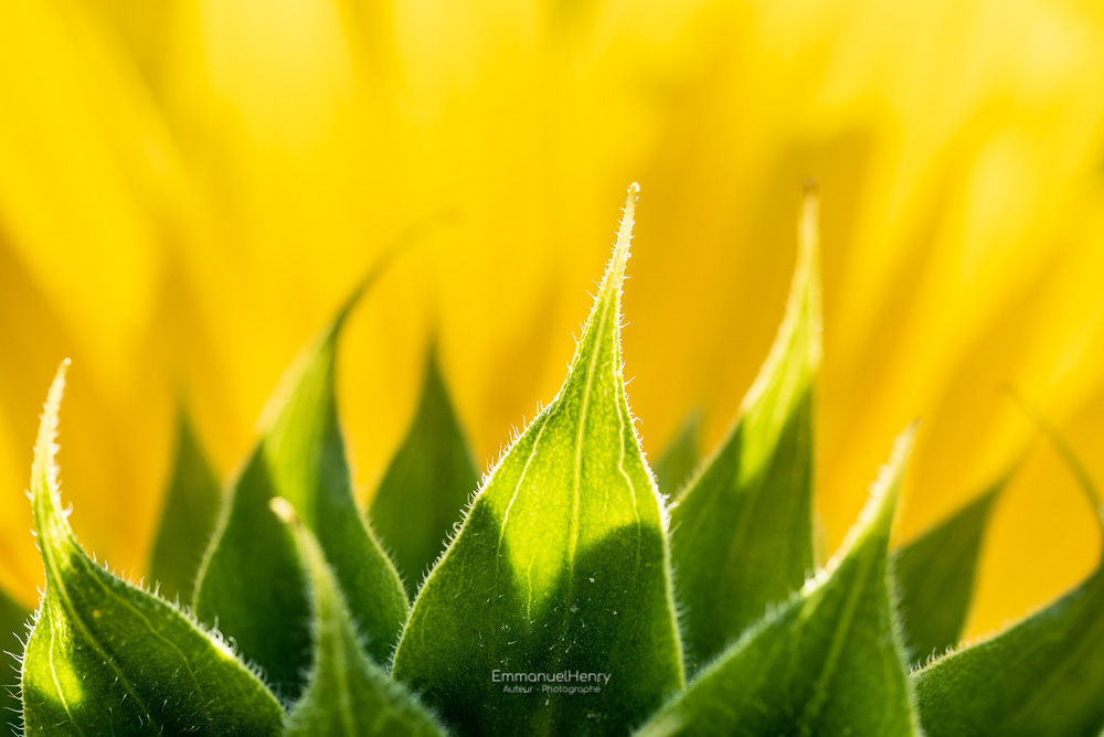 Tournesols - 06