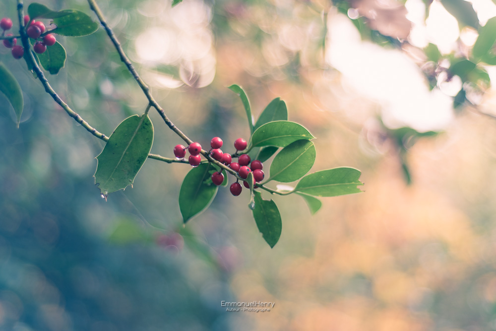 Red Boules - 01