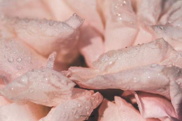 Douceur de Rose