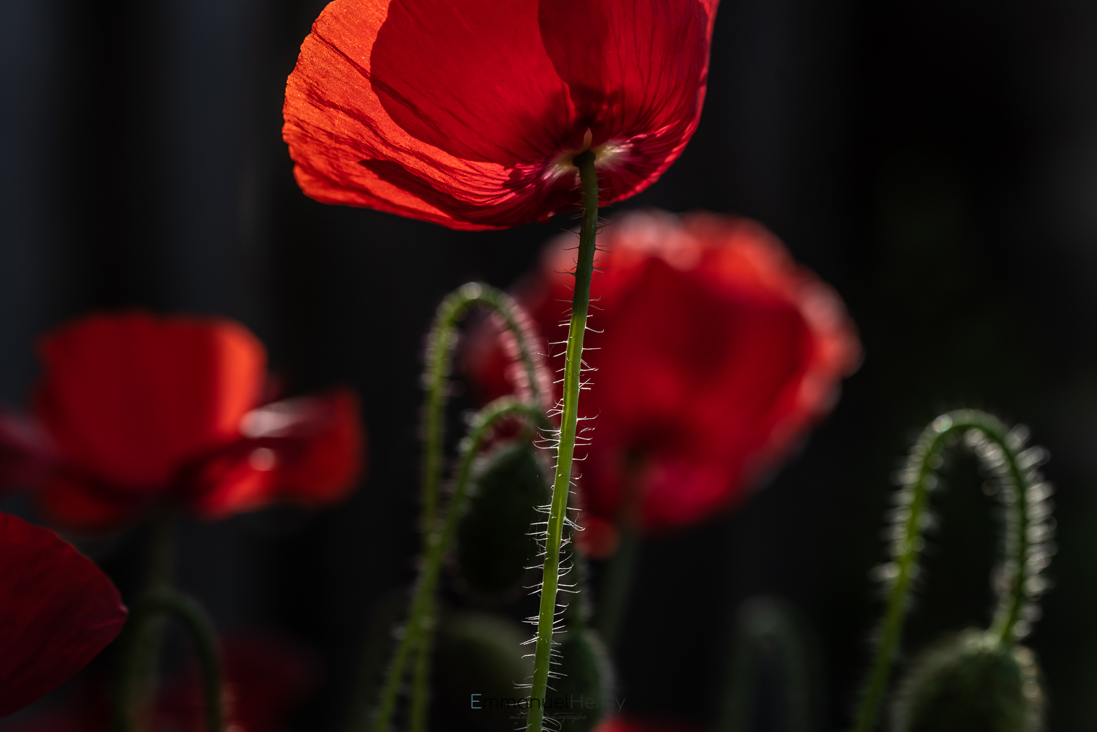 Rouge a contre jour - 04