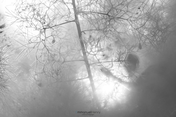 Fractale Nature