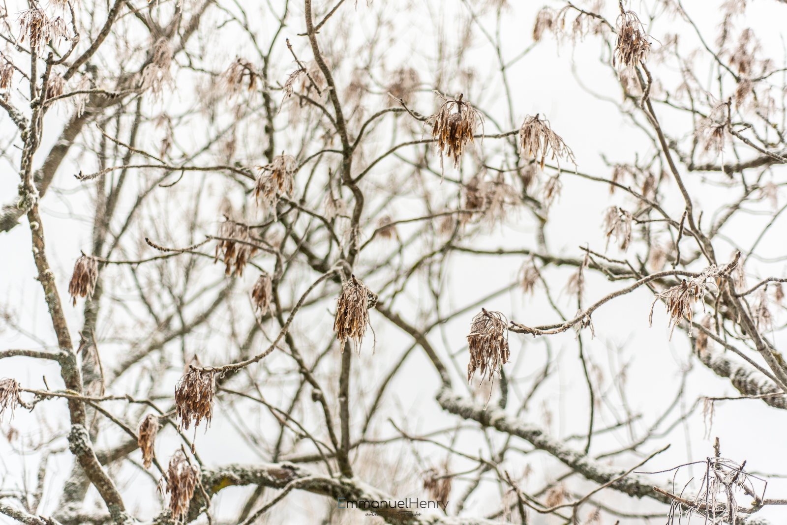 neige nouvelle