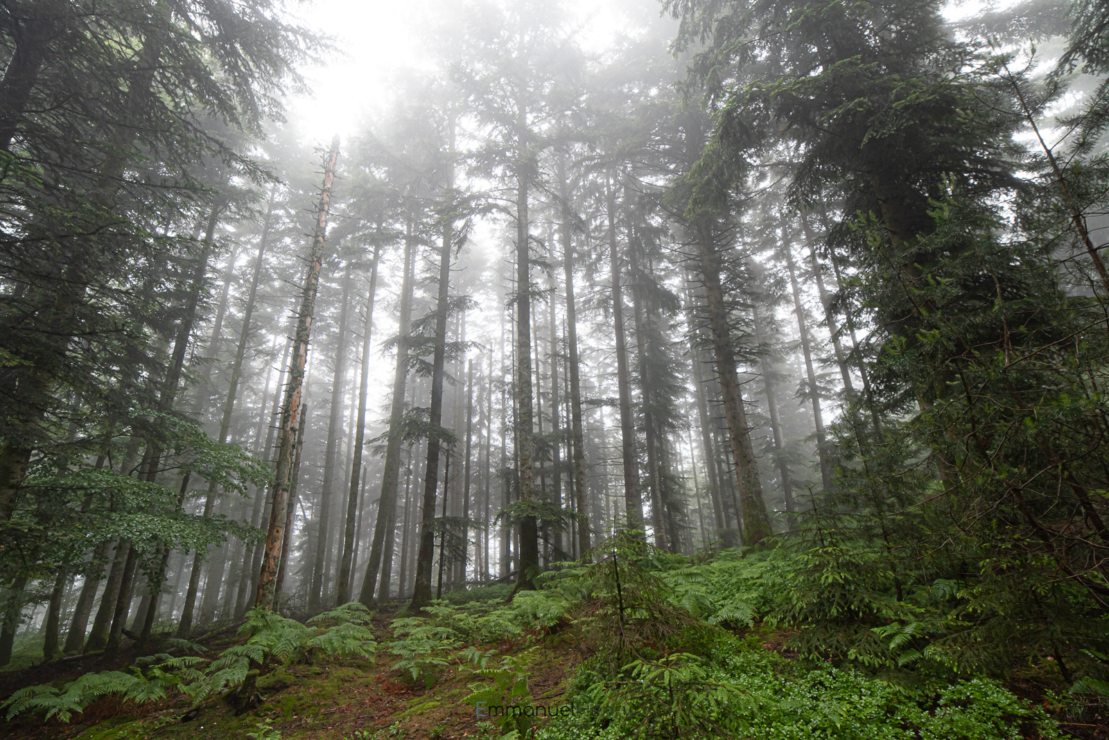 la forêt en été