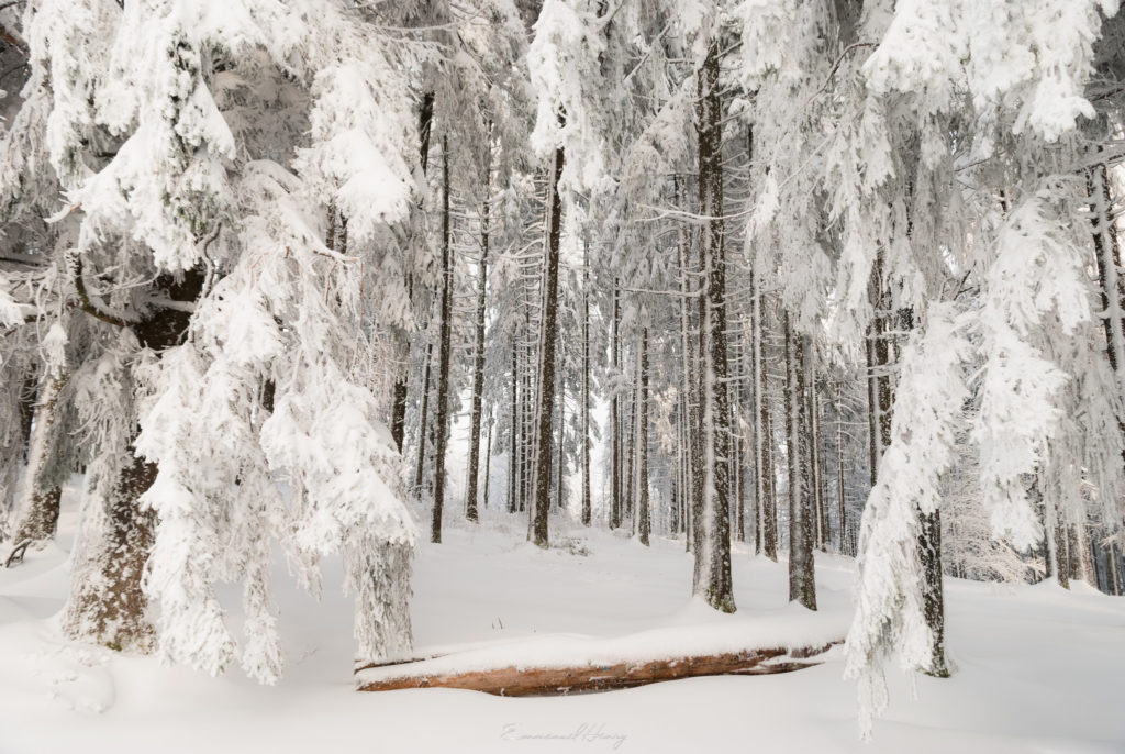 Forêt blanche