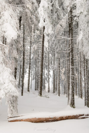 Forêt blanche