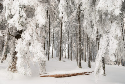 Forêt blanche