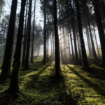 Forêt de brumes - 16