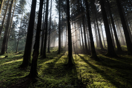 Forêt de brumes - 16