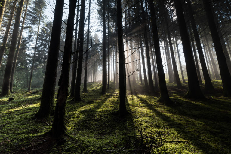 Forêt de brumes - 16