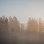 L'envol des brumes - Le jour se lève, les Brumes s'élèvent - 005