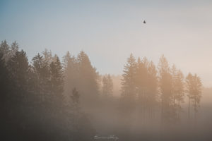 L'envol des brumes - Le jour se lève, les Brumes s'élèvent - 005