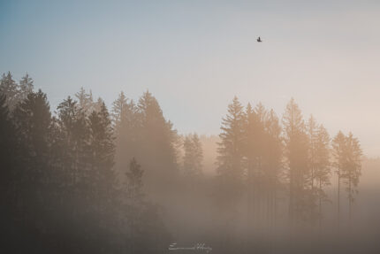 L'envol des brumes - Le jour se lève, les Brumes s'élèvent - 005