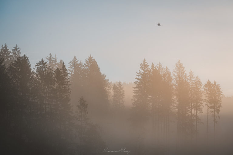 L'envol des brumes - Le jour se lève, les Brumes s'élèvent - 005