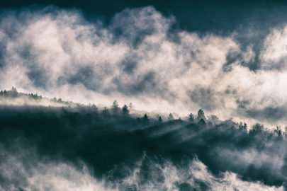 Forêt enchantée