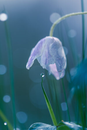 Perle