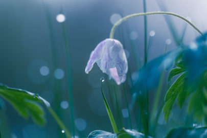 Perle