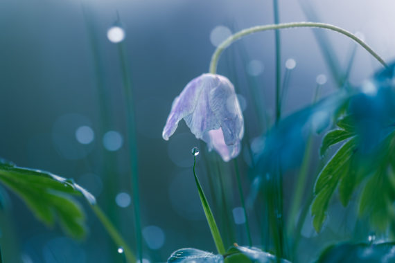 Perle