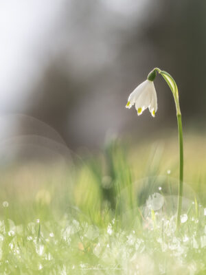 Niveole endiamentée