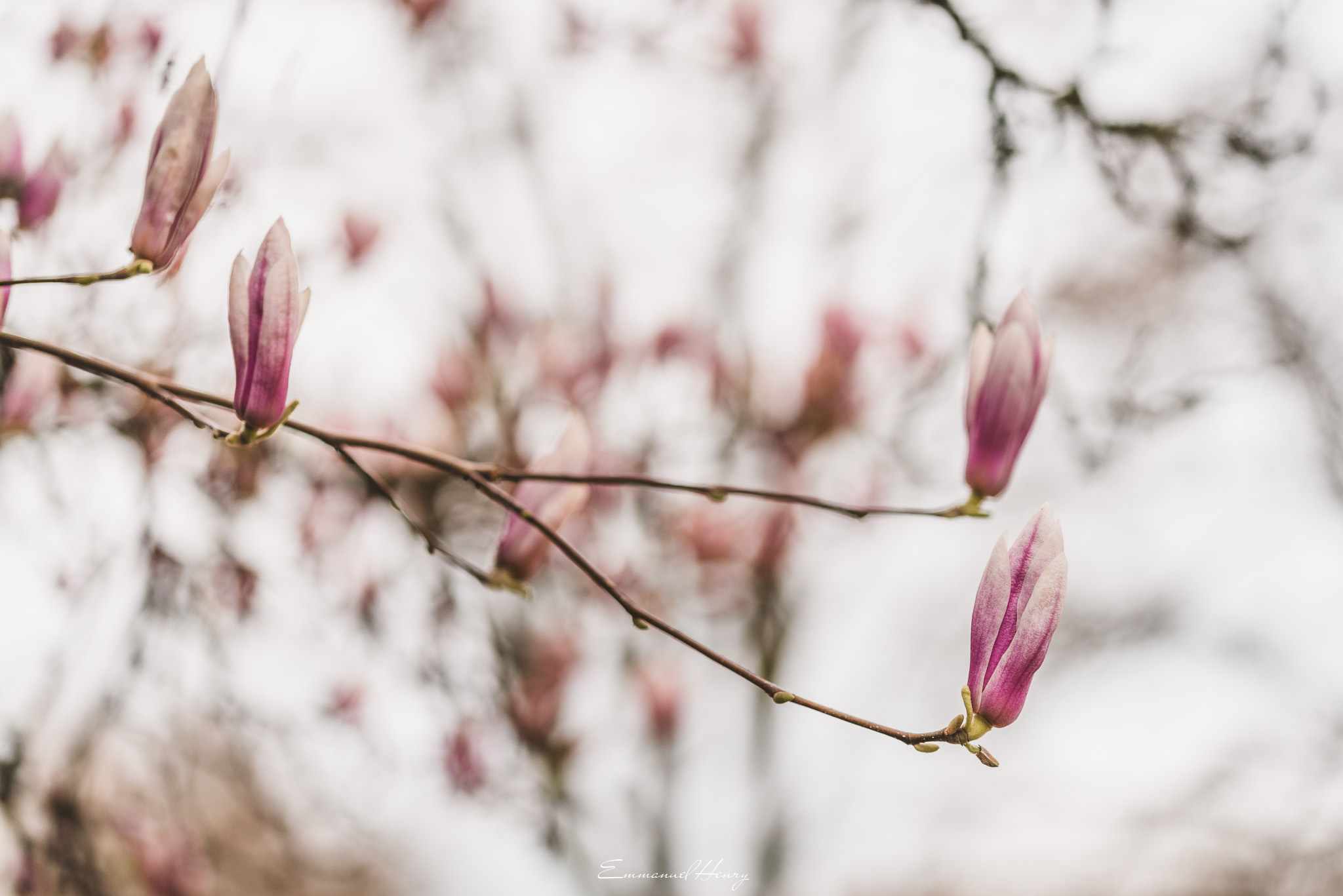 Autout d'un Magnolia_007