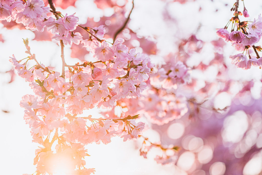 Printemps en lumière