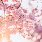 Printemps en lumière