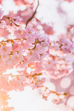 Printemps en lumière