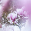 Magnolia en fleurs - 03