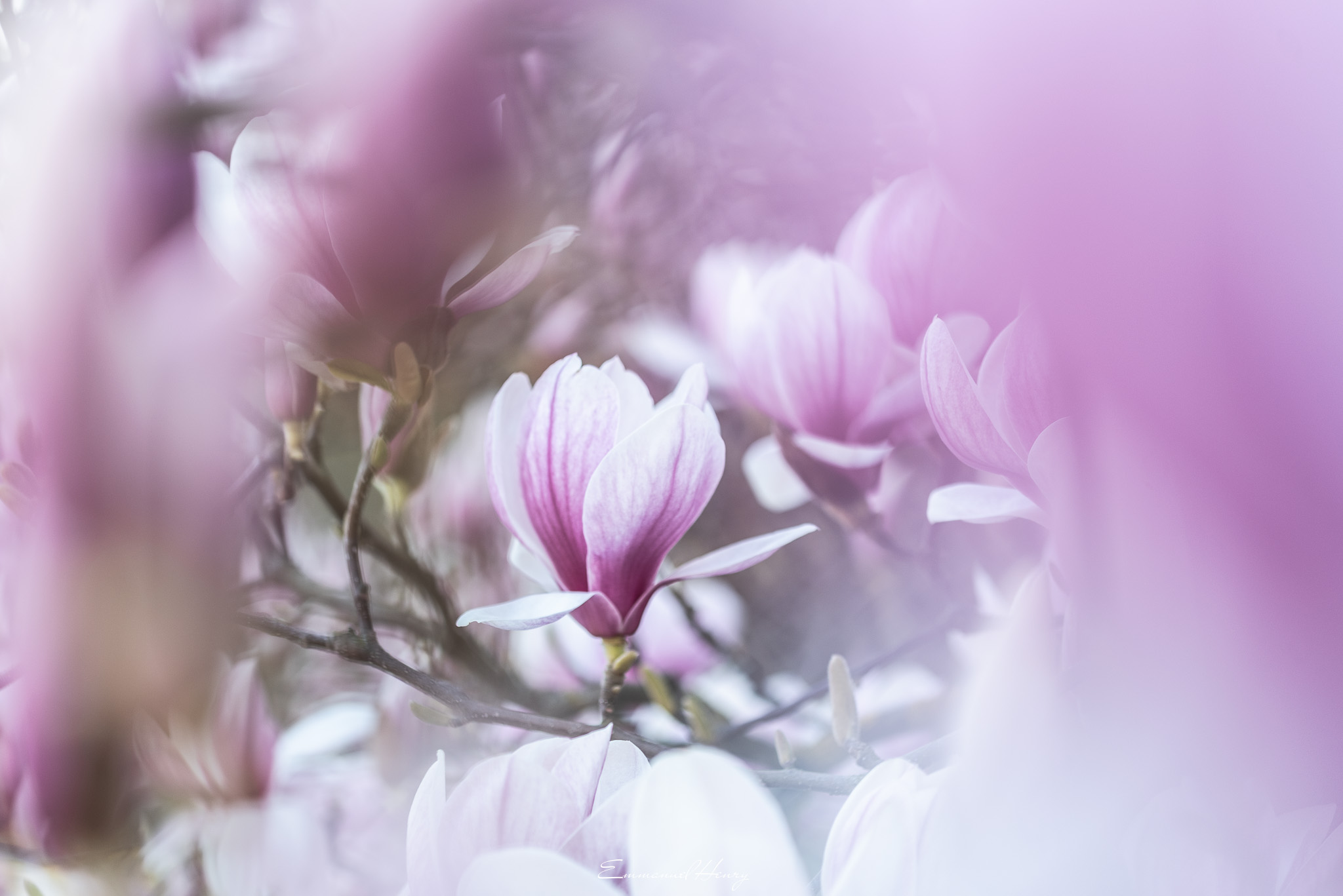 Magnolia en fleurs - 03