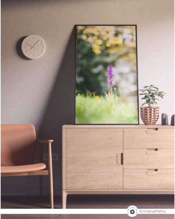 Orchis – Image 3