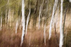 La danse des arbres blancs_010