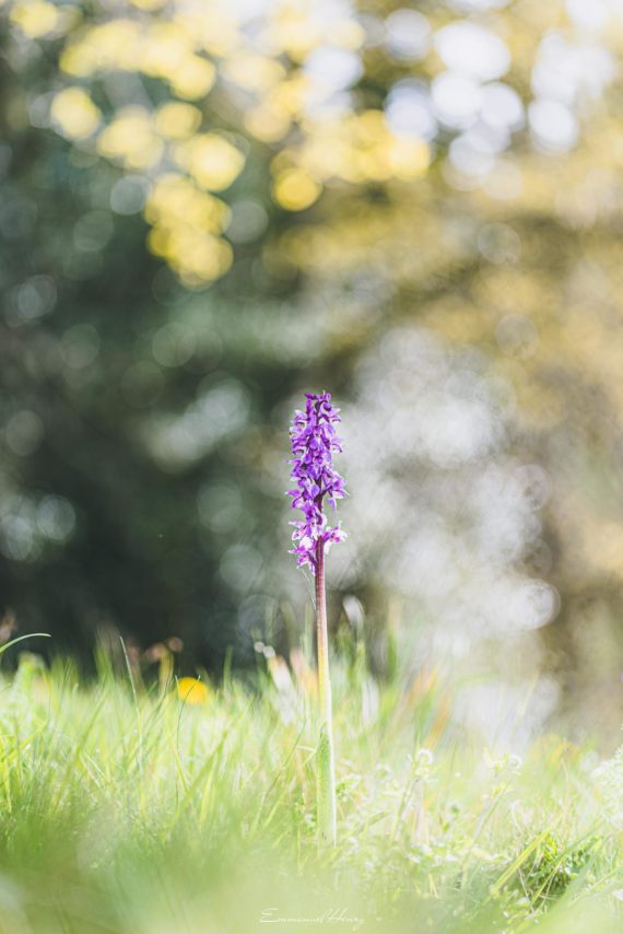 Orchis