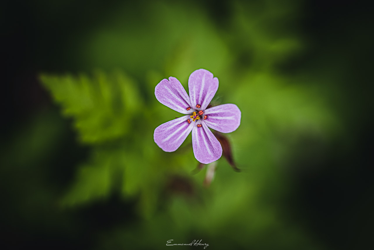 XXIII-072- La petite fleur violette