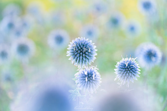 XX - CCLXXI - Soleils bleus