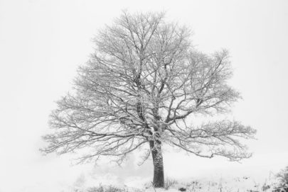 Arbre de Vie