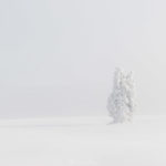 Pétrifié par la neige