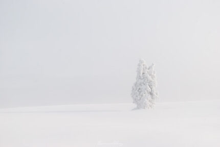 Pétrifié par la neige