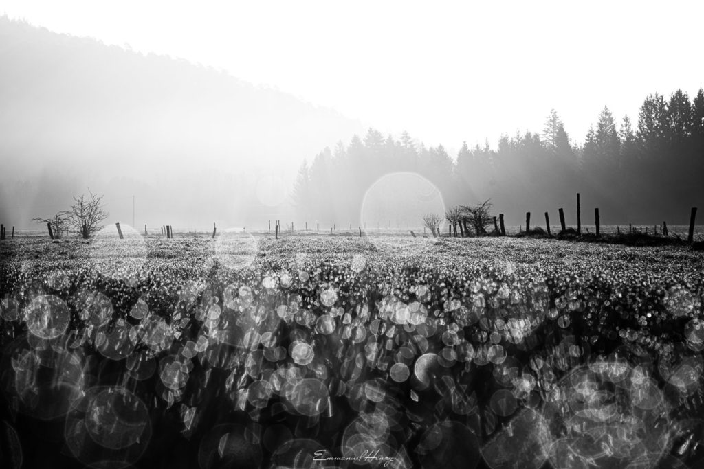 XXIV-057- Matin scintillant