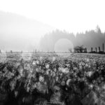 XXIV-057- Matin scintillant