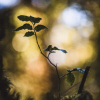 Hêtre de lumière, être la lumière