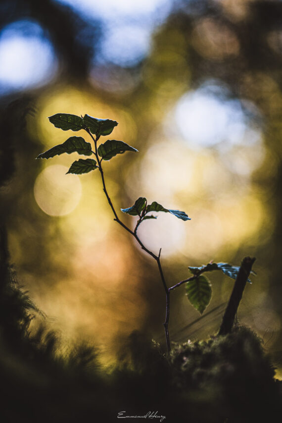 Hêtre de lumière, être la lumière
