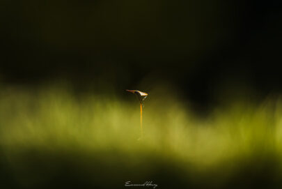 Le petit Monde