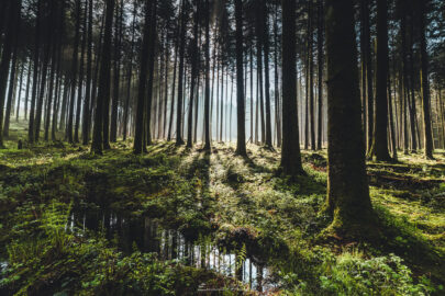 Forêt Vosges