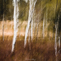 La danse des arbres blancs