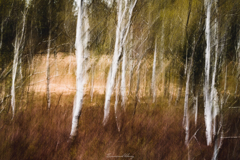 La danse des arbres blancs